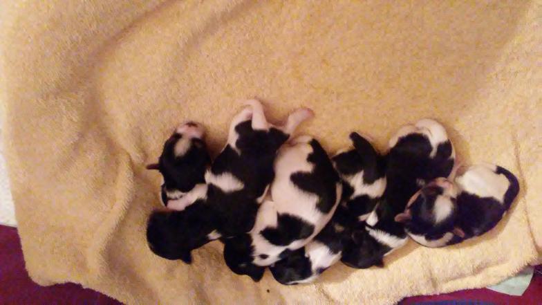 Available Biewer Terrier Puppy Litters in Washington