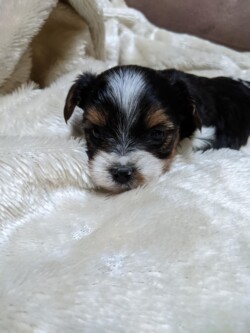 A small black, white, and brown puppy lies partially hidden on a fluffy cream blanket, staring forward with its head resting on the fabric.