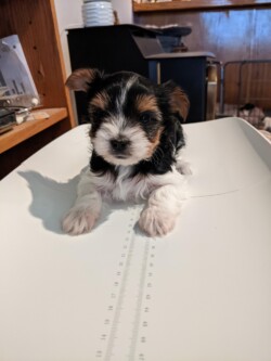 A small black, white, and tan puppy lies on a white surface, near a ruler, in a room with wooden and metal furniture elements.