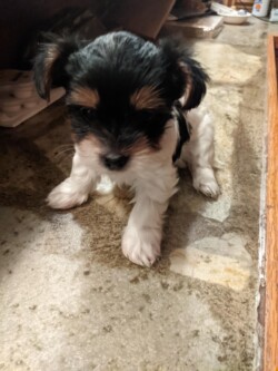 A small black and white puppy sits on a textured floor, facing downward with its paws close together.