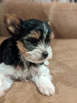 A small black, white, and brown puppy with floppy ears lies on a beige couch.