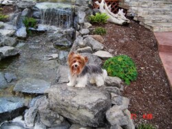 A small dog with long fur stands on a rock near a small waterfall and garden area with greenery and stone landscape features.