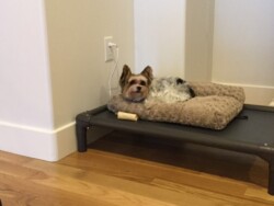 Small dog resting on a plush bed atop an elevated platform against a wall in a room with wooden flooring.