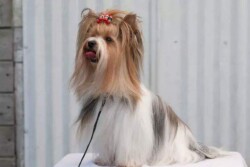 A small dog with long fur, tied hair, and a red ribbon sits on a white surface in front of a corrugated metal background.