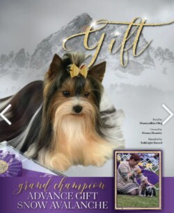 A Yorkshire Terrier with a yellow bow sits before a snowy mountain backdrop. Text: "Grand Champion Advance Gift Snow Avalanche".