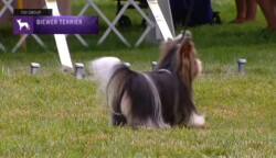 A Biewer Terrier is shown walking on a grassy surface during a dog show, with a sign indicating it's part of the Toy Group.