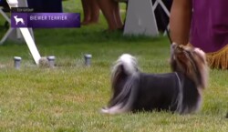 A Biewer Terrier is shown on grass in an outdoor setting with a label indicating it is part of the Toy Group.