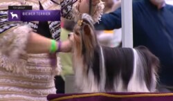 A Biewer Terrier standing on a platform at a dog show, being handled by a person with a purple armband.