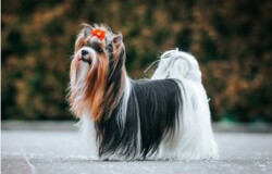 A long-haired Yorkshire Terrier with a red bow on its head stands outdoors on a concrete surface, facing left.