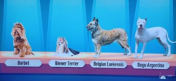 Four dogs on display with labels: Barbet, Biewer Terrier, Belgian Laekenois, Dogo Argentino, all standing against a blue backdrop.