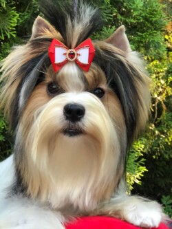 A Biewer Terrier with long, multicolored fur and a red and white bow on its head stands in front of green foliage.