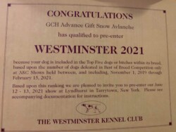 Invitation from the Westminster Kennel Club for pre-entering the 2021 Westminster, congratulating GCH Advance Gift Snow Avlanche.