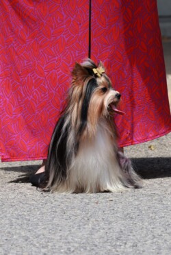 A small dog with long fur and a bow sits on the ground behind a person wearing a red, patterned skirt.