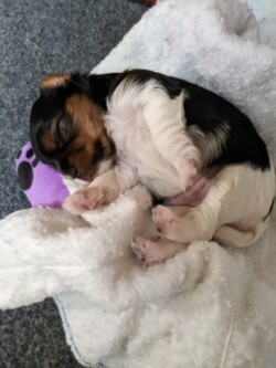 Sleeping Biewer puppy