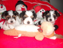 Three small puppies are sitting on a red blanket, surrounded by snowman plush toys and a stuffed reindeer.