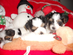 Three small puppies rest among plush toys, including a snowman and a bear, on a red blanket.