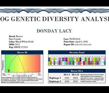 Dog Genetic Diversity Analysis report for a Biewer named DonDay Lacy. Included are details on breed, sex, DOB, and genetic diversity data.
