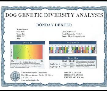 Dog Genetic Diversity Analysis certificate for a male Border Collie named Donday Dexter with DLA1 and DLA2 haplotypes listed.