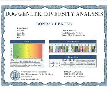 Dog Genetic Diversity Analysis certificate for a male Border Collie named Donday Dexter with DLA1 and DLA2 haplotypes listed.