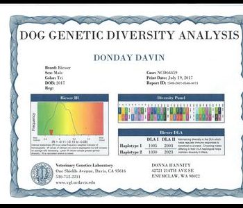 Dog Genetic Diversity Analysis report for a Biewer breed. Contains genetic markers, diversity scoring, lab contact info, and date of birth.