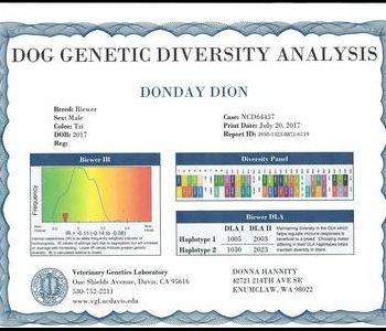 Certificate of dog genetic diversity analysis for a Biewer named Donday Dion, born in 2017, showcasing genetic diversity and DLA results.