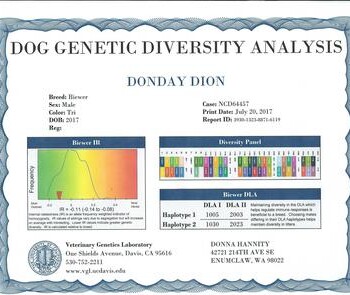 Certificate of dog genetic diversity analysis for a Biewer named Donday Dion, born in 2017, showcasing genetic diversity and DLA results.