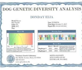Dog genetic diversity analysis certificate detailing breed, sex, color, date of birth, and genetic information with charts and contact details.