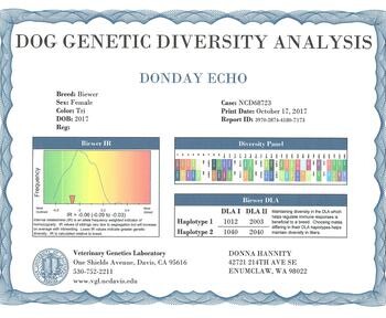 Certificate showing genetic diversity analysis for a Biewer dog named Donday Echo, including graphs, haplotypes, and contact details.