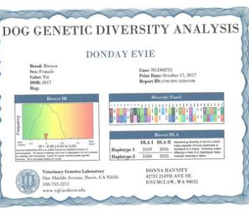 Analysis document entitled "Dog Genetic Diversity Analysis" contains genetic data for a Biewer dog named Donday Evie, printed on October 17, 2017.