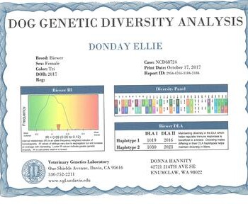 Certificate of Dog Genetic Diversity Analysis for a Biewer breed named Donday Ellie, issued on October 17, 2017 by Veterinary Genetics Laboratory.