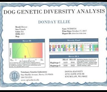 Certificate of Dog Genetic Diversity Analysis for a Biewer breed named Donday Ellie, issued on October 17, 2017 by Veterinary Genetics Laboratory.