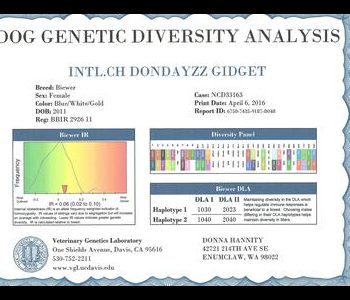 Dog genetic diversity analysis for a Biewer breed named Dondayzz Gidget with various details, including a diversity score and haplotype data.