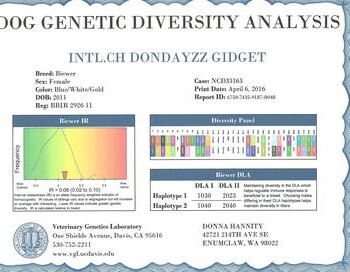 Dog genetic diversity analysis for a Biewer breed named Dondayzz Gidget with various details, including a diversity score and haplotype data.