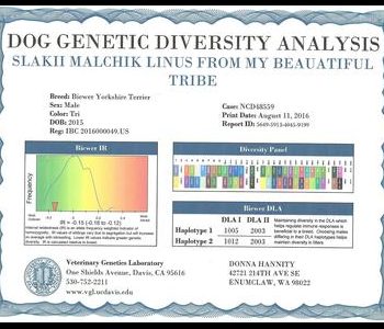 A dog genetic diversity analysis certificate for a Biewer Yorkshire Terrier, showing various genetic details and diversity graphs.