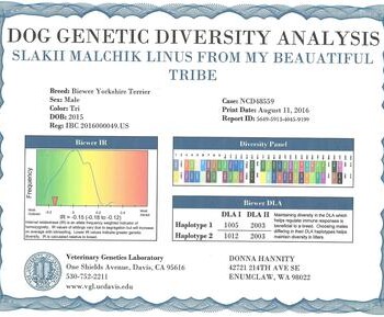 A dog genetic diversity analysis certificate for a Biewer Yorkshire Terrier, showing various genetic details and diversity graphs.