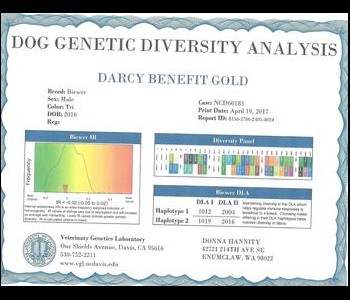 An analysis certificate from UC Davis for a dog named Darcy Benefit Gold detailing breed, sex, color, date of birth, and genetic diversity.