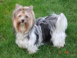 Biewer puppy in yard