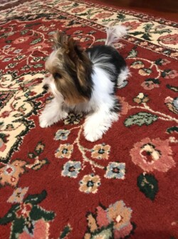 A small dog with black, white, and brown fur lies on a red and white patterned rug.