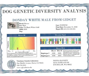 Dog genetic diversity analysis report for a Biewer Terrier named Donday White Male, showing various genetic parameters and contact information.