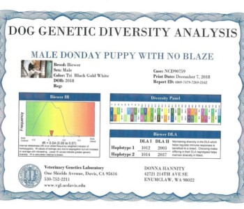 Certificate of Dog Genetic Diversity Analysis for a male Biewer puppy, including breed details, genetic chart, and contact information.
