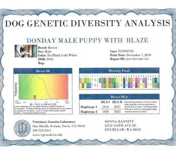 A DOG GENETIC DIVERSITY ANALYSIS report for a male Biewer puppy named Blaze, showing genetic frequency and DLA haplotype information.