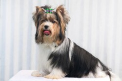 A Biewer terrier with a colorful bow on its head sits on a white surface, looking slightly to the side with its tongue out.