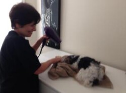 Person blow-drying a small, wet Biewer Terrier on a white surface, with a brown towel underneath the dog.