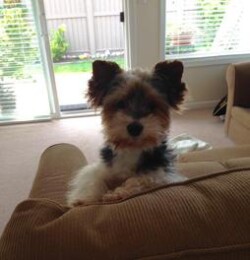 Small dog with fluffy black and white fur sitting on the armrest of a couch in a living room with large windows.