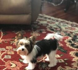 Small black and white dog with fluffy fur standing on a red and beige patterned carpet inside a room.