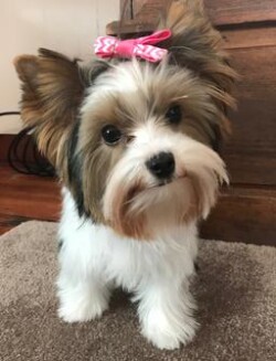 A small Biewer Terrier with fluffy fur and a pink bow on its head stands on a carpeted surface indoors, looking towards the camera.