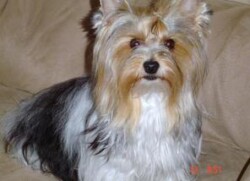 A small dog with long, white and tan fur, and pointed ears sits on a beige couch. Date stamp on corner reads "10 17 01.