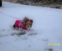 A small dog in a pink jacket on a leash walks through snow. The date "2012/01/16" is shown on the bottom right of the image.