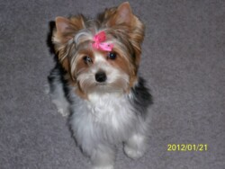 A small, fluffy dog with a pink bow on its head stands on a carpeted floor. The date stamp in the corner reads 2012/01/21.