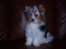 A small, fluffy dog with a bow on its head sits on a dark brown leather couch, looking slightly to the side.
